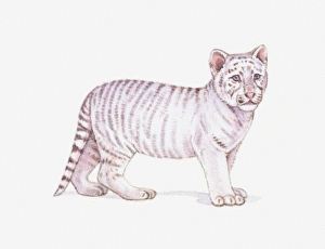 Illustration of a White tiger cub (Panthera tigris) Illustration of a White tiger cub (Panthera tigris)