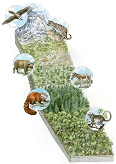 Illustration of wild animals whose habitat is snowy mountains, Great Plains, prairie Illustration of wild animals whose habitat is snowy mountains, Great Plains, prairie