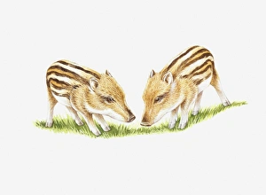 Illustration of two Wild Boar (Sus scrofa) piglet Illustration of two Wild Boar (Sus scrofa) piglet