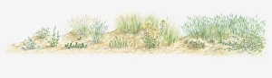 Illustration of wild flowers growing on sand dune Illustration of wild flowers growing on sand dune