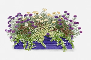 Illustration of windowbox containing Verbena 'Imagination', Trifolium repens 'Purpurascens' (Clover), Bacopa 'Snowflake' (Waterhyssop), Helichrysum petiolare 'Aureum' and Osteospermum 'Buttermilk' Illustration of windowbox containing Verbena 'Imagination', Trifolium repens 'Purpurascens' (Clover), Bacopa 'Snowflake' (Waterhyssop), Helichrysum petiolare 'Aureum' and Osteospermum 'Buttermilk'