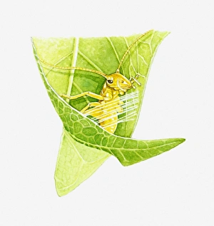 Illustration of Wingless Cricket (Saga pedo) in leaf Illustration of Wingless Cricket (Saga pedo) in leaf