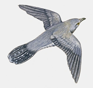 Illustration if a young Cuckoo (Cuculus canorus) in flight Illustration if a young Cuckoo (Cuculus canorus) in flight