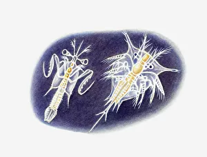 Illustration of young mantis shrimp and barnacle Illustration of young mantis shrimp and barnacle
