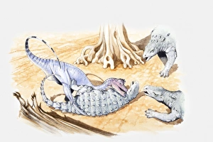 Illustration of a young Minmi dinosaur under attack by a theropod as older animals move Illustration of a young Minmi dinosaur under attack by a theropod as older animals move