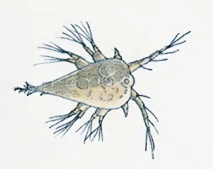 Illustration of young Rock Barnacle (Semibalanus balanoides) Illustration of young Rock Barnacle (Semibalanus balanoides)