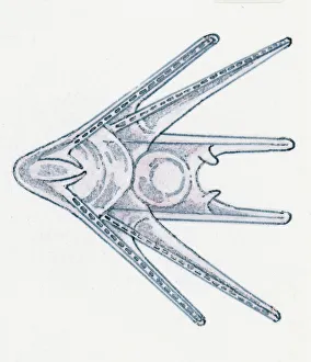 Illustration of young Sea Urchin (Echinoidea) Illustration of young Sea Urchin (Echinoidea)
