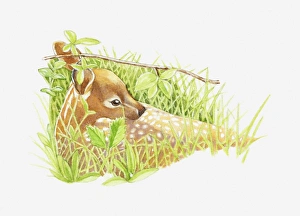 Illustration of young White-tailed Deer (Odocoileus virginianus Illustration of young White-tailed Deer (Odocoileus virginianus