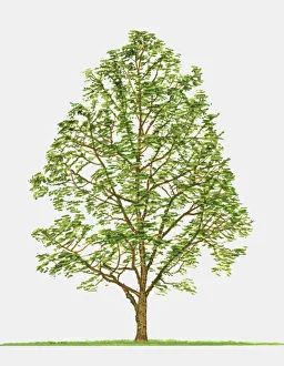 Illustration of Zanthoxylum americanum (Toothache Tree), showing summer leaves Illustration of Zanthoxylum americanum (Toothache Tree), showing summer leaves