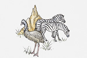 Illustration of two zebras, an emu, and a termite nest, illustrating grassland wildlife Illustration of two zebras, an emu, and a termite nest, illustrating grassland wildlife