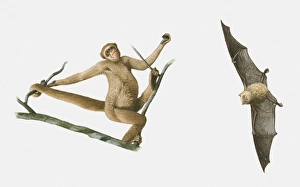 Illustrations of Tube-nosed Fruit Bat (Nyctimene) and Woolly Spider Monkey Illustrations of Tube-nosed Fruit Bat (Nyctimene) and Woolly Spider Monkey