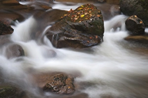 Ilse brook in autumn, rapids, Ilsetal valley, Harz region, Saxony-Anhalt, Germany, Europe Ilse brook in autumn, rapids, Ilsetal valley, Harz region, Saxony-Anhalt, Germany, Europe