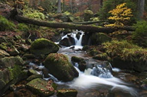 Ilse brook with rapids, Ilsefaelle waterfalls in autumn, Ilsetal valley, Harz region, Saxony-Anhalt, Germany, Europe Ilse brook with rapids, Ilsefaelle waterfalls in autumn, Ilsetal valley, Harz region, Saxony-Anhalt, Germany, Europe