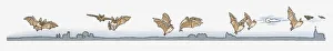 Image sequence illustration of Bat flying at night in search of insects Image sequence illustration of Bat flying at night in search of insects