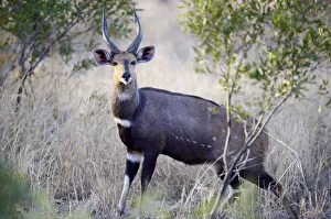 Imbabala bushbuck (Tragelaphus sylvaticus) Imbabala bushbuck (Tragelaphus sylvaticus)