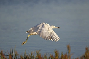 <b class=qtipBold><figcaption>Immature little blue heron in flight</figcaption></b><br>Fragility and grace! Juvenile, immature Little Blue Heron (Egretta caerulea) was at Bolsa Chica Ecological Reserve.<br><em>© 2010-2011 Susan Gary</em> Immature little blue heron in flight