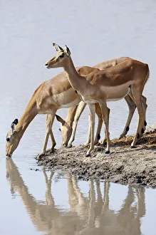 <b class=qtipBold><figcaption>Impala (Aepyceros melampus)</figcaption></b><br>A trio of female impala drink together from a water hole in the Kruger National Park, South Africa.<br><em>© Ben Cranke</em> Impala (Aepyceros melampus)