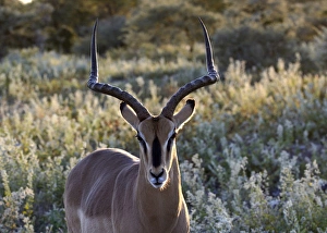 Impala -Aepyceros melampus-, Etosha National Park, Namibia Impala -Aepyceros melampus-, Etosha National Park, Namibia