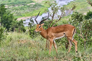 Impala -Aepyceros melampus-, Tarangire, Tanzania Impala -Aepyceros melampus-, Tarangire, Tanzania