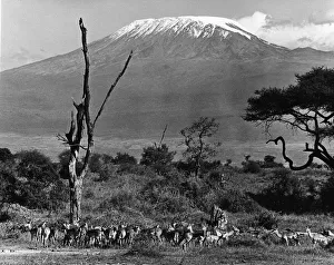 Impala Below Mt. Kilimanjaro