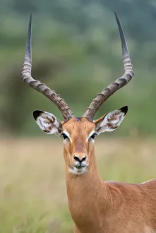 impala portrait on Serengeti in Tanzania