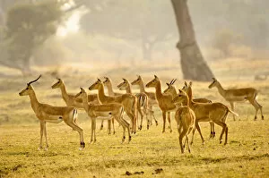 Impala and Puku, South Luangwa NP, Zambia