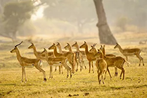 Impala and Puku, South Luangwa NP, Zambia Impala and Puku, South Luangwa NP, Zambia