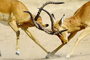 Images Dated 12th September 2006: Impala Rams, Ruaha National Park, Tanzania