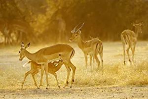 <b class=qtipBold><figcaption>Impala, Ruaha NP, Tanzania</figcaption></b><br>A young Impala (Aepyceros melampus) suckles from its mother.<br><em>© Ben Cranke</em> Impala, Ruaha NP, Tanzania