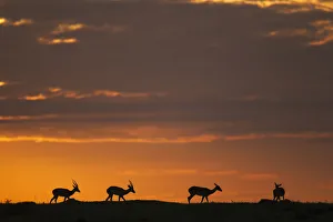 <b class=qtipBold><figcaption>Impala at sunrise</figcaption></b><br>Impala at sunrise (Aepyceros melampus). Maasai Mara National Reserve, Kenya. September 2015.<br><em>© Anup Shah</em> Impala at sunrise
