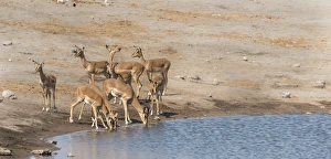 Impalas -Aepyceros melampus petersi- at the Chudob waterhole, Etosha National Park Impalas -Aepyceros melampus petersi- at the Chudob waterhole, Etosha National Park