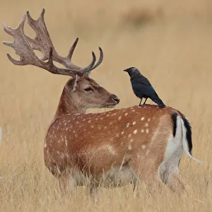 <b class=qtipBold><figcaption>Impassive</figcaption></b><br>Fallow Deer stag in velvet antlers with Jackdaw companion.<br><em>© Copyright HammerchewerGR 2013</em> Impassive