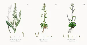 Impatient Ladyas Smock, Cardamine Impatiens, Victorian Botanical Illustration, 1863 Impatient Ladyas Smock, Cardamine Impatiens, Victorian Botanical Illustration, 1863