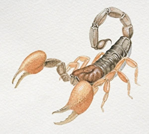 Imperial Scorpion, Pandinus imperator, front view Imperial Scorpion, Pandinus imperator, front view
