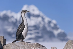 Imperial Shag or Antarctic Cormorant -Phalacrocorax atriceps-, fledged young bird Imperial Shag or Antarctic Cormorant -Phalacrocorax atriceps-, fledged young bird