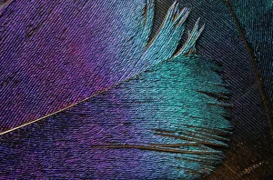 Impeyan Pheasant Feather (Phasianidae) Close-Up Impeyan Pheasant Feather (Phasianidae) Close-Up