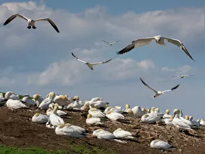 Quebec Collection: Incoming gannets