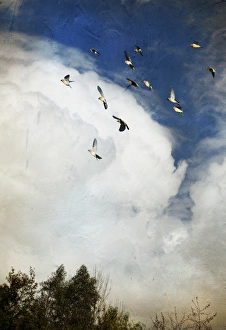 <b class=qtipBold><figcaption>Incoming storm and flock of birds</figcaption></b><br>Flock of Cedar Waxwings flew in front of clouds.<br><em>© 2010-2011 Susan Gary</em> Incoming storm and flock of birds