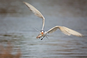 <b class=qtipBold><figcaption>Incoming Tern with fish</figcaption></b><br>An Elegant Tern with its fresh catch pose.<br><em>© 2014 Phoo Chan</em> Incoming Tern with fish