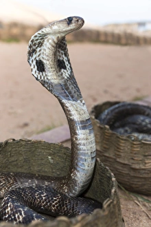 Indian Cobra, Asian Cobra or Spectacled Cobra -Naja naja-, Pettigalawatta Region, Southern Province, Sri Lanka Indian Cobra, Asian Cobra or Spectacled Cobra -Naja naja-, Pettigalawatta Region, Southern Province, Sri Lanka