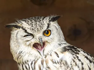 Indian eagle owl portrait with open mouth (bubo bengalensis), Pyrenees, France Indian eagle owl portrait with open mouth (bubo bengalensis), Pyrenees, France