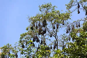 Indian Flying Foxes -Pteropus giganteus-, colony at roost, nature reserve near Godahena Indian Flying Foxes -Pteropus giganteus-, colony at roost, nature reserve near Godahena