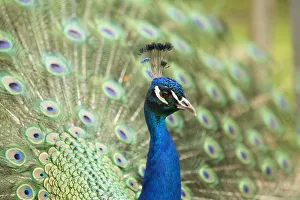 Indian Peafowl or Blue Peafowl -Pavo cristatus-, male displaying, North Rhine-Westphalia Indian Peafowl or Blue Peafowl -Pavo cristatus-, male displaying, North Rhine-Westphalia