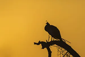 Indian Peafowl -Pavo cristatus-, Keoladeo National Park, Rajasthan, India Indian Peafowl -Pavo cristatus-, Keoladeo National Park, Rajasthan, India