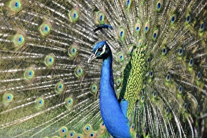 Indian Peafowl -Pavo cristatus- displaying Indian Peafowl -Pavo cristatus- displaying