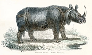Indian Rhinoceros Gallery: Indian Rhinocerus engraving 1803