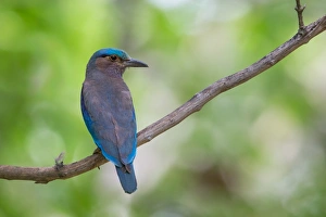 <b class=qtipBold><figcaption>Indian Roller</figcaption></b><br>An Indian Roller resting on a perch at Khao Yai National Park, Thailand<br><em>© 2016 Phoo Chan</em> Indian Roller