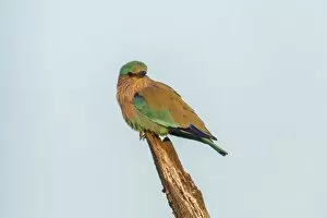 Images Dated 22nd December 2012: Indian Roller -Coracias benghalensis-, Keoladeo National Park, Rajasthan, India