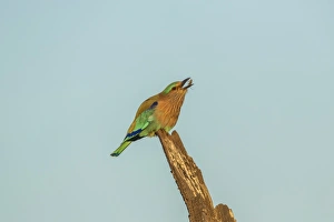 Indian Roller -Coracias benghalensis-, Keoladeo National Park, Rajasthan, India Indian Roller -Coracias benghalensis-, Keoladeo National Park, Rajasthan, India