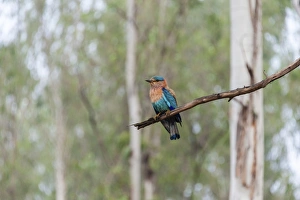 Indian Roller -Coracias benghalensis- on branch, Nagarhole National Park, Karnataka, India Indian Roller -Coracias benghalensis- on branch, Nagarhole National Park, Karnataka, India